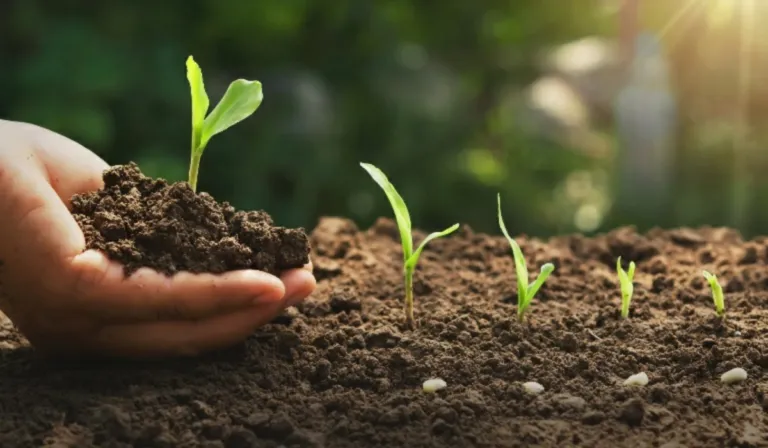 Re.green: la empresa brasileña que quiere salvar la selva haciendo rentable la reforestación