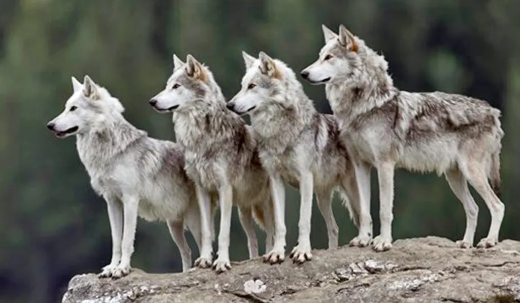 ¡Rumbo a la conservación! Cuatro lobos grises mexicanos dejan el Edomex para salvar su especie