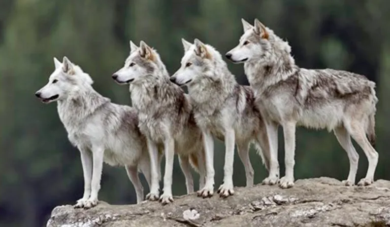 ¡Rumbo a la conservación! Cuatro lobos grises mexicanos dejan el Edomex para salvar su especie