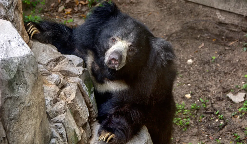 Tras 13 años de espera, nacen osos bezudos en el Zoológico del Smithsonian