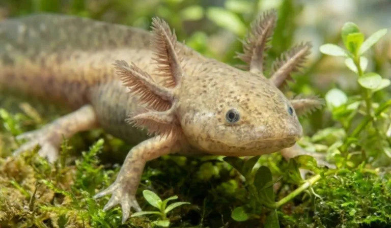 Tras 15 años sin rastro, reaparecen 50 ajolotes del Altiplano en Querétaro