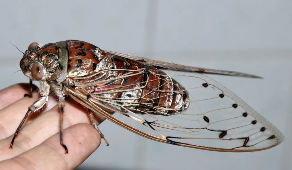 Un insecto común inspira sensores ultrapotentes que podrían cambiar la medicina y el ambiente