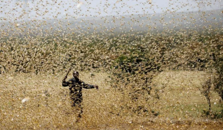 Alerta por langostas del desierto en África: Marruecos activa vigilancia para frenar la plaga