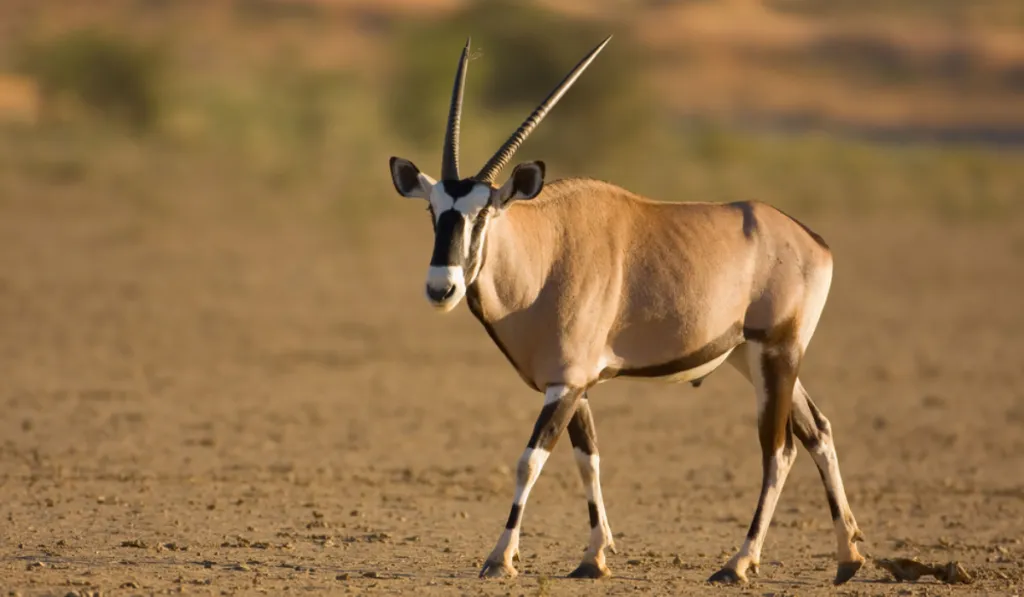 Antílopes en el Sahara: el experimento que promete devolver la vida al desierto