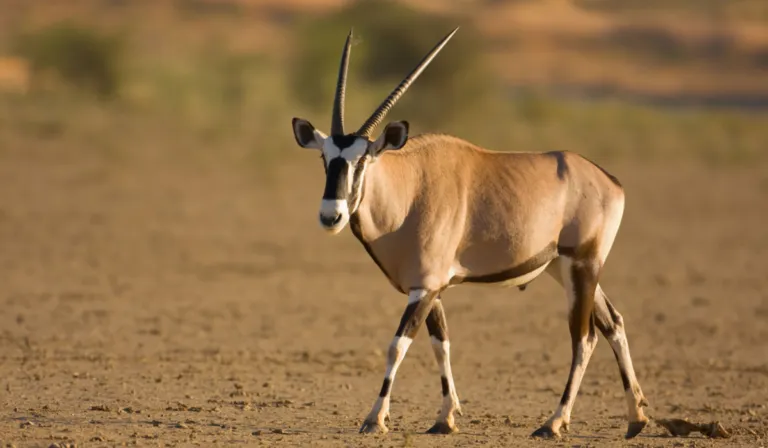 Antílopes en el Sahara: el experimento que promete devolver la vida al desierto