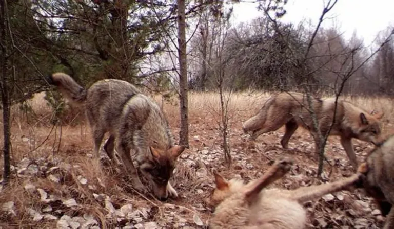 Chernóbil, 40 años después: los lobos que desafían la radiación y sorprenden a la ciencia