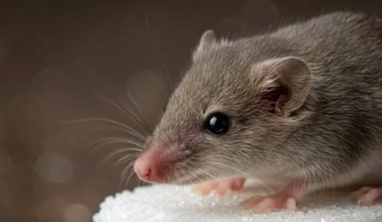 Descubren una diminuta musaraña en África: pesa 3 gramos y sorprende a la ciencia