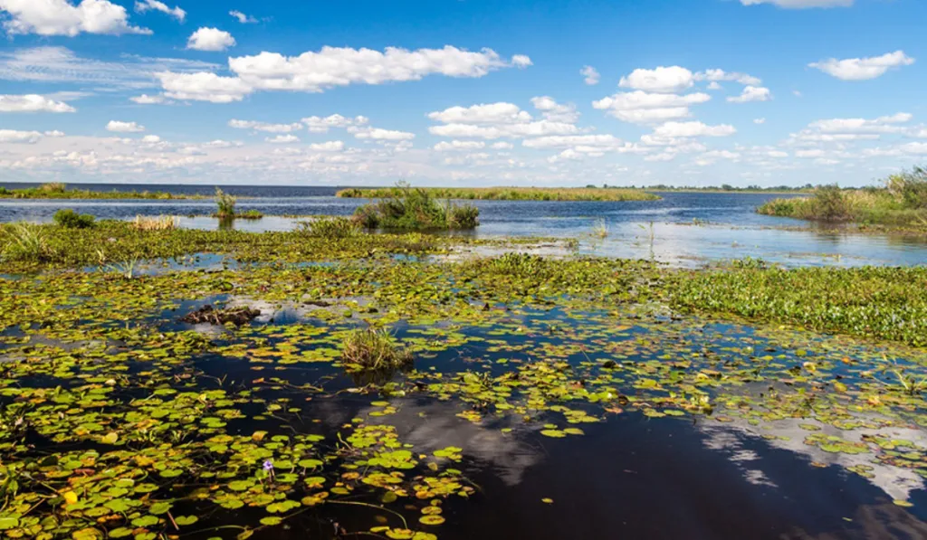Día Mundial de los Humedales: ecosistemas vitales que desaparecen más rápido que los bosques
