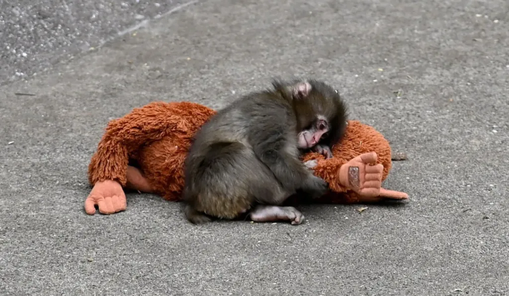 El caso de Punch: PETA pide sacarlo del zoológico y alerta sobre el trauma de un primate joven