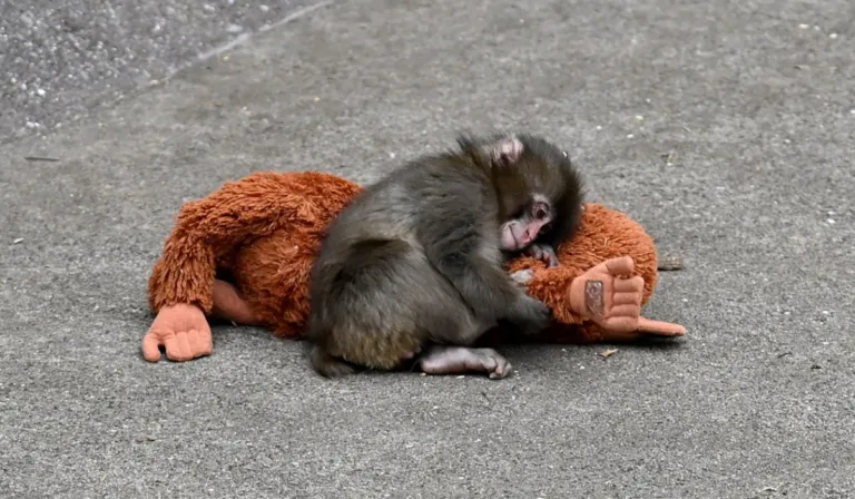 El caso de Punch: PETA pide sacarlo del zoológico y alerta sobre el trauma de un primate joven
