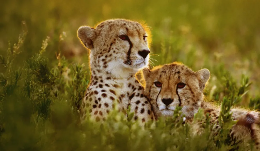 Guepardos del Serengeti: velocidad, competencia y un hábitat cada vez más reducido