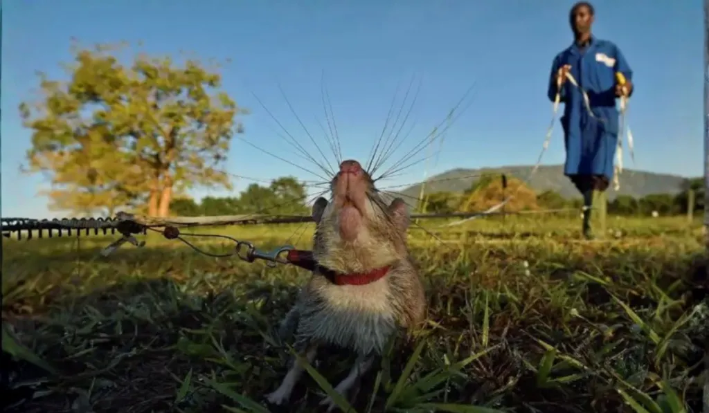 Héroes con patas: los animales que hacen trabajos que ni humanos ni robots pueden igualar