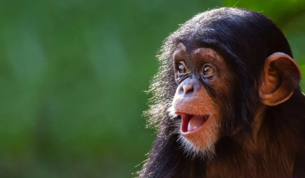 Los simios también imaginan: un estudio revela que pueden “fingir” como los humanos