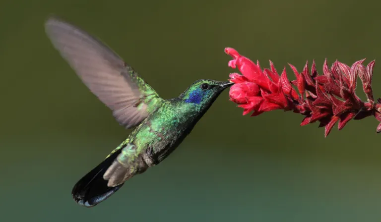 San Valentín con impacto ambiental: alertan por aumento del tráfico de colibríes en febrero