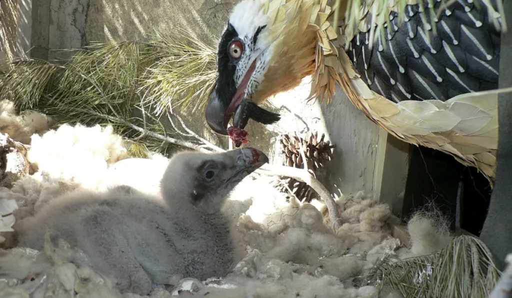 Nace en libertad un quebrantahuesos tras un siglo ausente