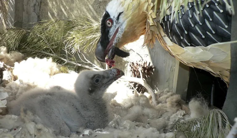 Nace en libertad un quebrantahuesos tras un siglo ausente