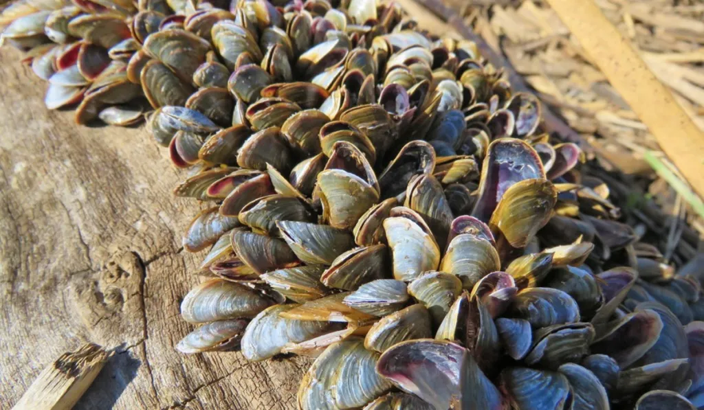 Alerta en la Amazonia: el mejillón dorado avanza por los ríos y preocupa a científicos