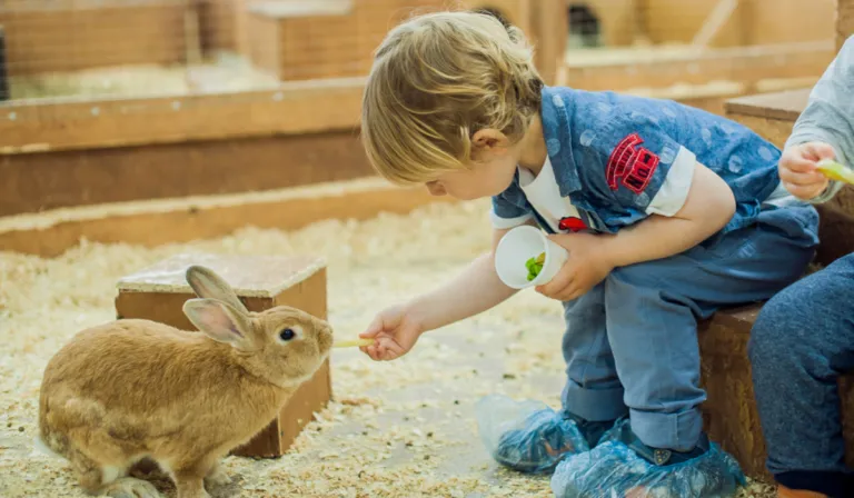 No todo son perros: pequeños animales domésticos también pueden mejorar la salud mental infantil