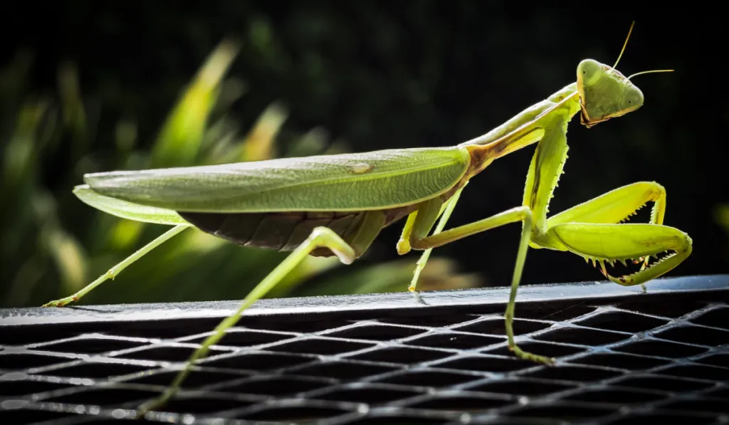 Mantis asiáticas gigantes invaden España: se reproducen rápido y amenazan a especies locales