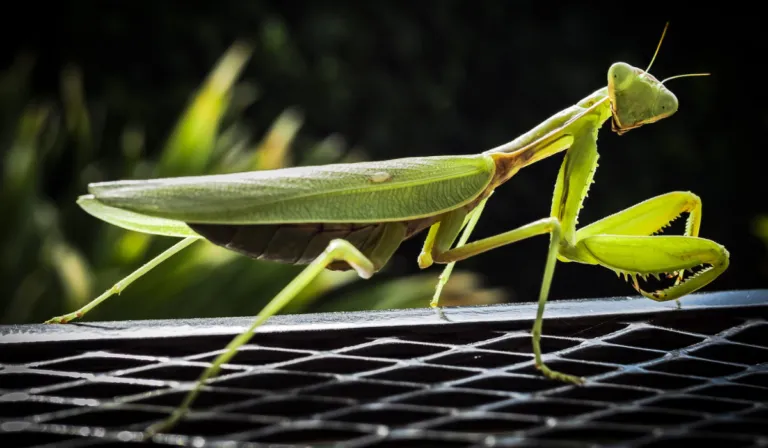 Mantis asiáticas gigantes invaden España: se reproducen rápido y amenazan a especies locales