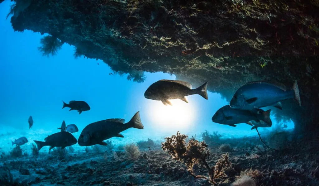 El océano envía una advertencia silenciosa: la caída de peces que podría afectar comida y economía global