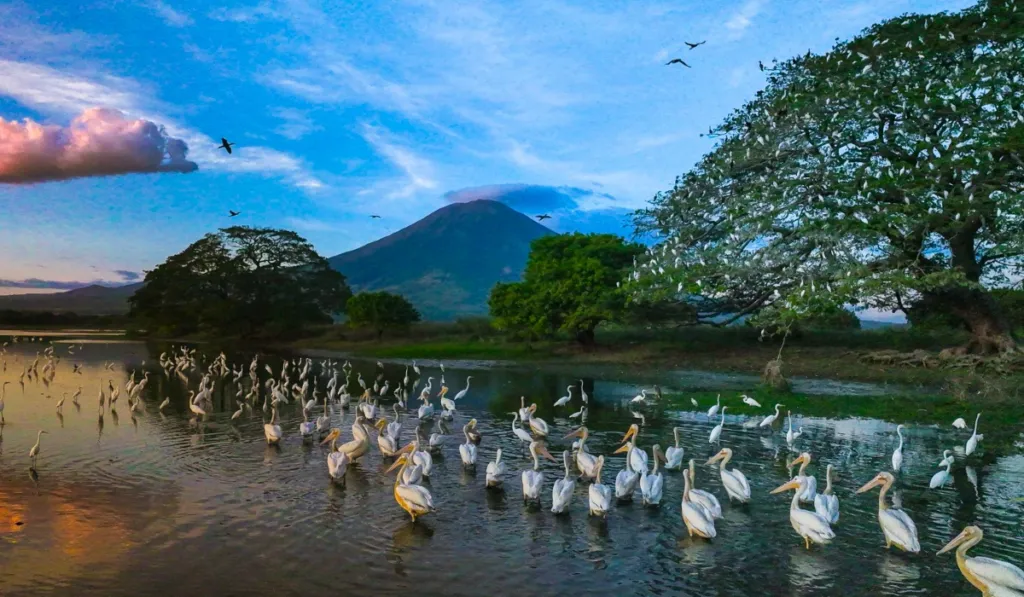El pequeño gigante verde: El Salvador entra al top mundial por su biodiversidad