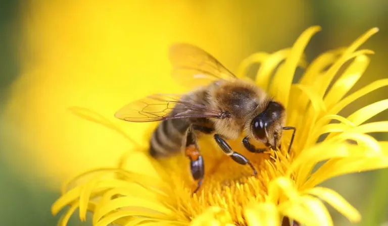 Histórico: las abejas ya tienen derechos legales en la Amazonía
