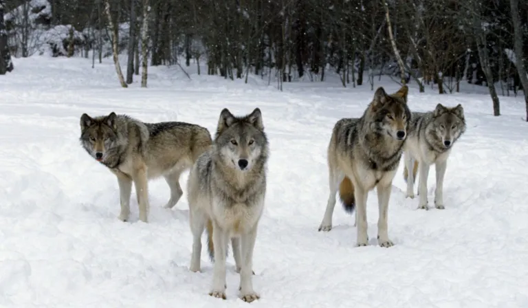 El secreto de los lobos: la ciencia revela por qué cazan mejor en equipo que los leones