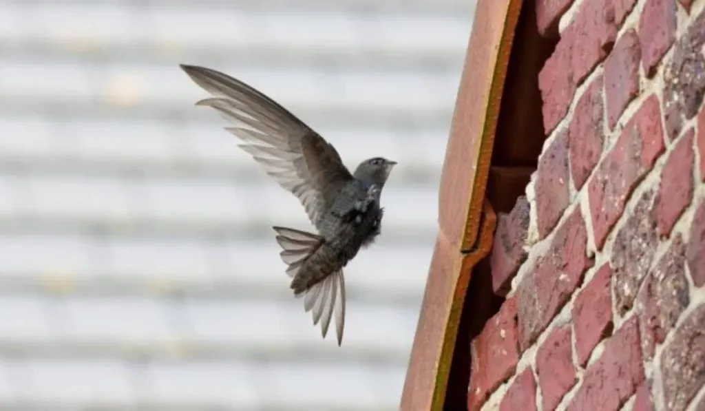 Escocia apuesta por los vencejos: nuevos edificios deberán incluir refugios para estas aves