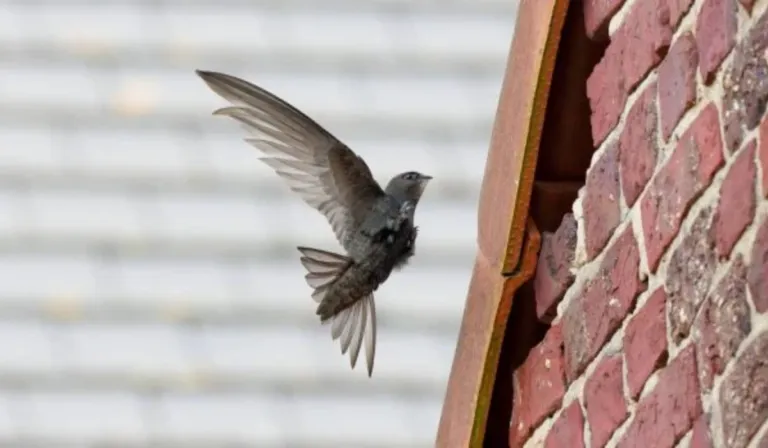 Escocia apuesta por los vencejos: nuevos edificios deberán incluir refugios para estas aves