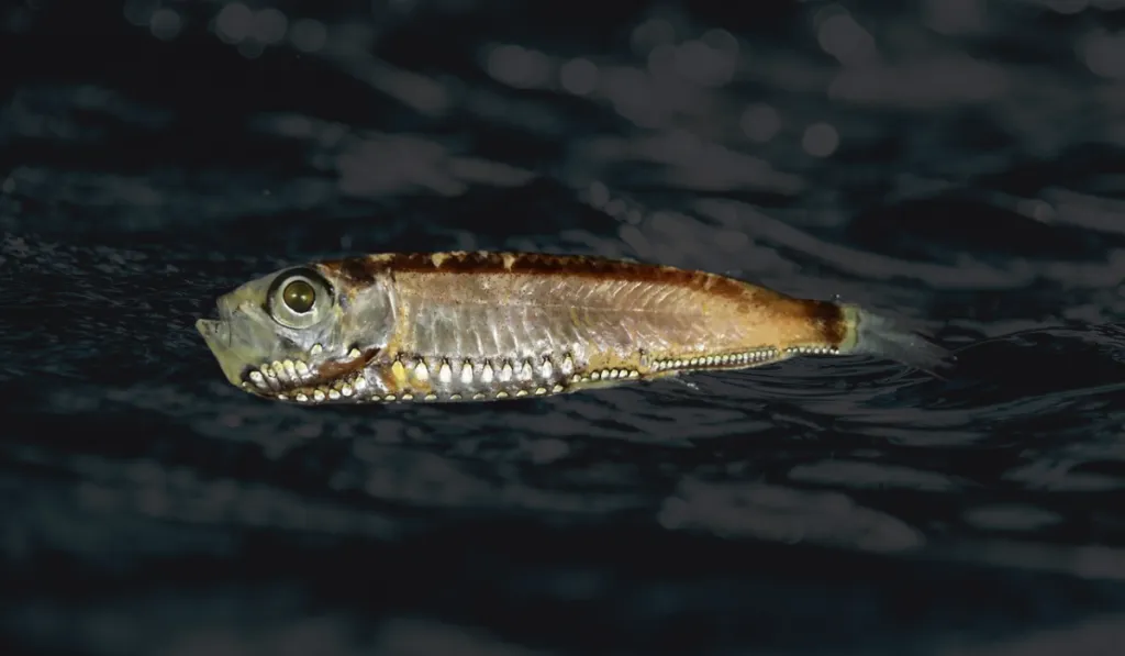 Un hallazgo en peces de aguas profundas podría cambiar lo que sabemos sobre la visión