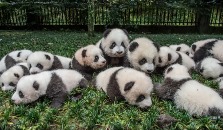 Pandas, linternas y ternura: China presenta 30 cachorros por el Año Nuevo chino