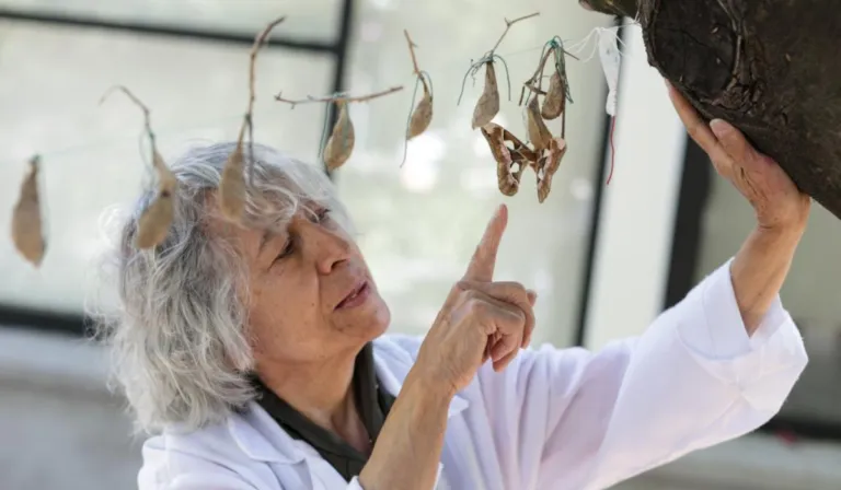 La mujer que convirtió su pasión en ciencia: María Eugenia Díaz Batres y su legado de 55 mil insectos