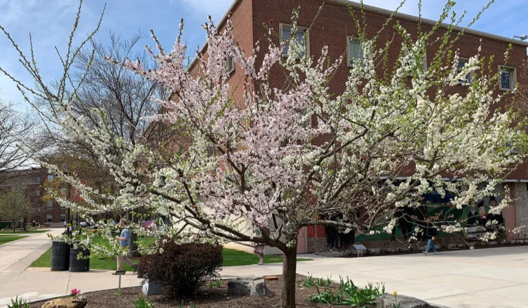 El árbol que da 40 frutas distintas: la obra viva que mezcla arte, ciencia y conservación