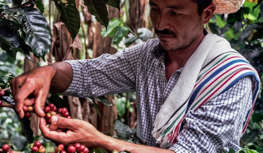 El café bajo amenaza: el calor extremo golpea a los grandes países productores
