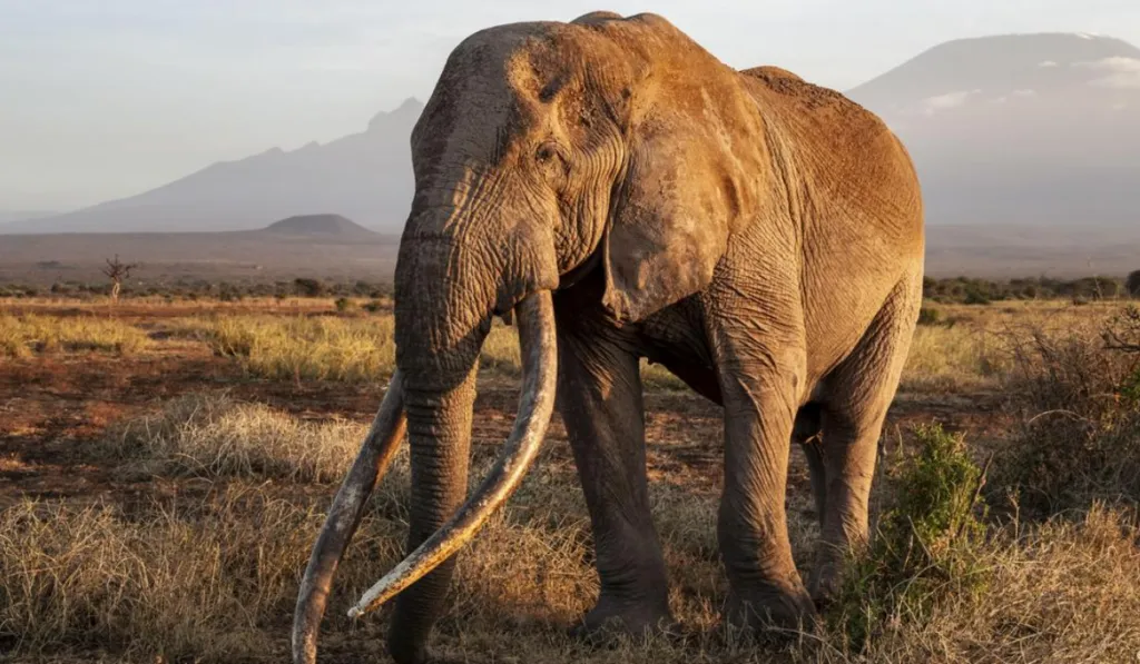 El secreto de la trompa del elefante: descubren un sistema táctil único que funciona como un “mapa sensorial”