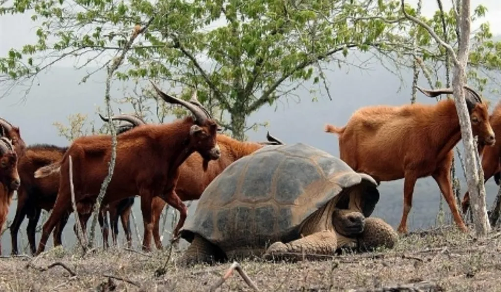 Francotiradores y cabras con GPS: el polémico plan que salvó a las tortugas Galápagos