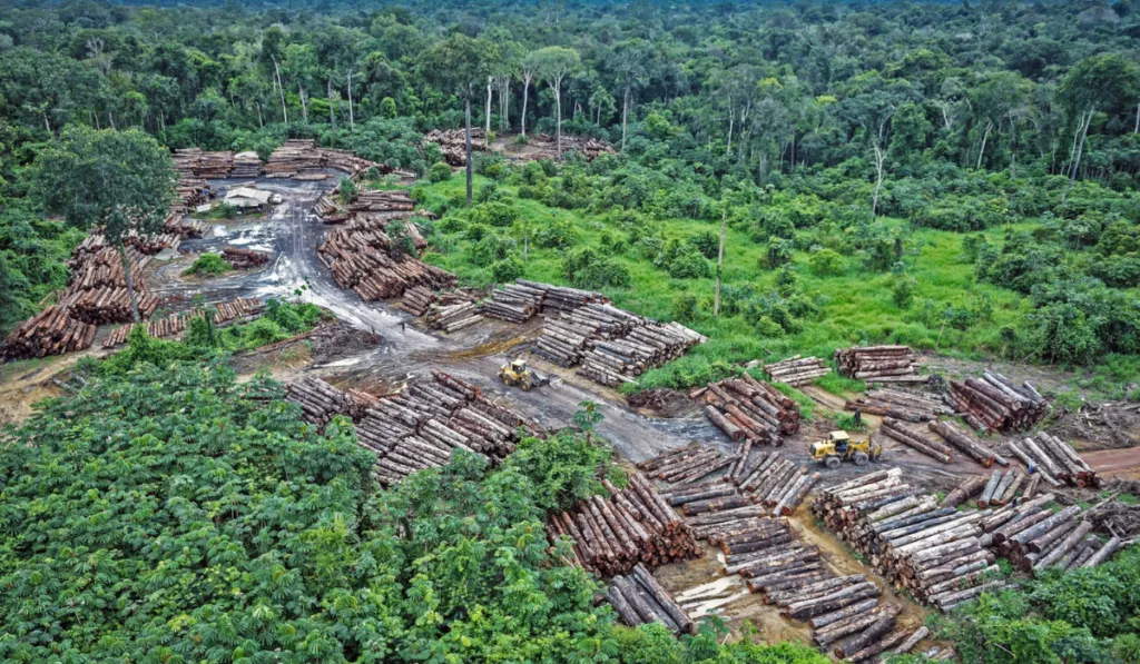 La Amazonía se calienta y se seca: estudio advierte que la deforestación altera el clima local