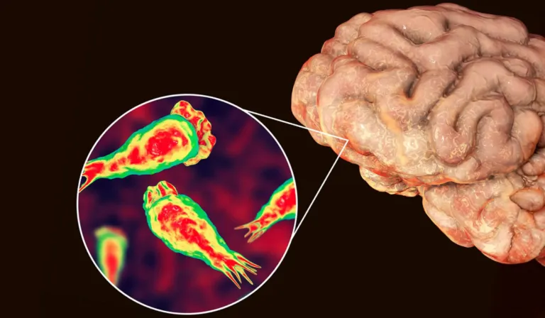 La ameba “comecerebros” avanza: el cambio climático la acerca a nuevas regiones del mundo