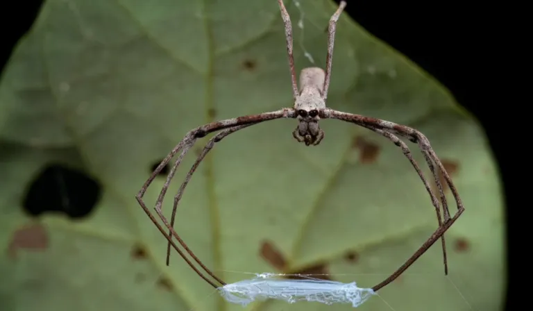 La araña australiana que podría cambiar los materiales del futuro