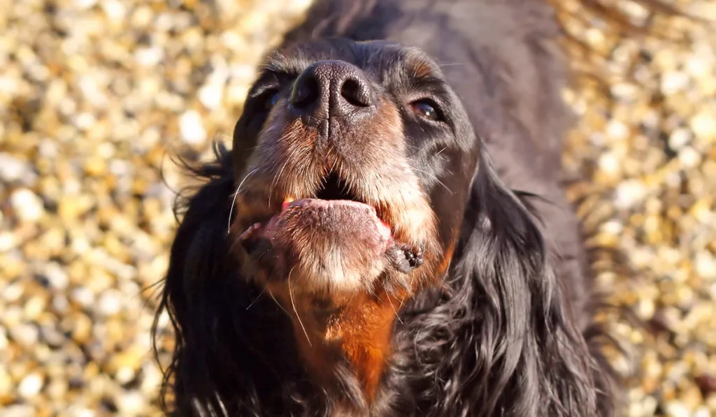 Ladridos con causa: no siempre son agresividad, expertos explican qué hay detrás