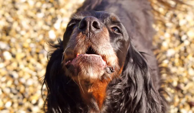 Ladridos con causa: no siempre son agresividad, expertos explican qué hay detrás