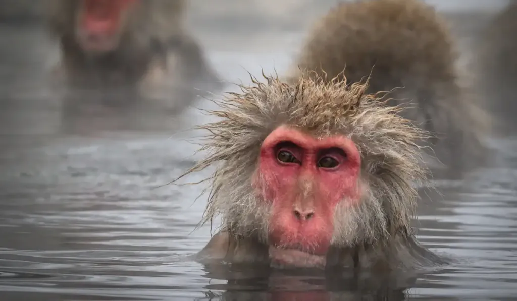 Los baños termales no solo los calientan: así están cambiando la biología de los monos japoneses