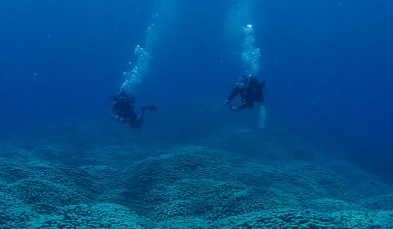 Madre e hija hallan la colonia de coral más grande del mundo en Australia