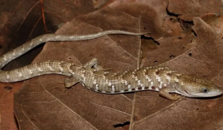 México suma una nueva especie: la UNAM descubre una lagartija caimán inédita en el occidente del país