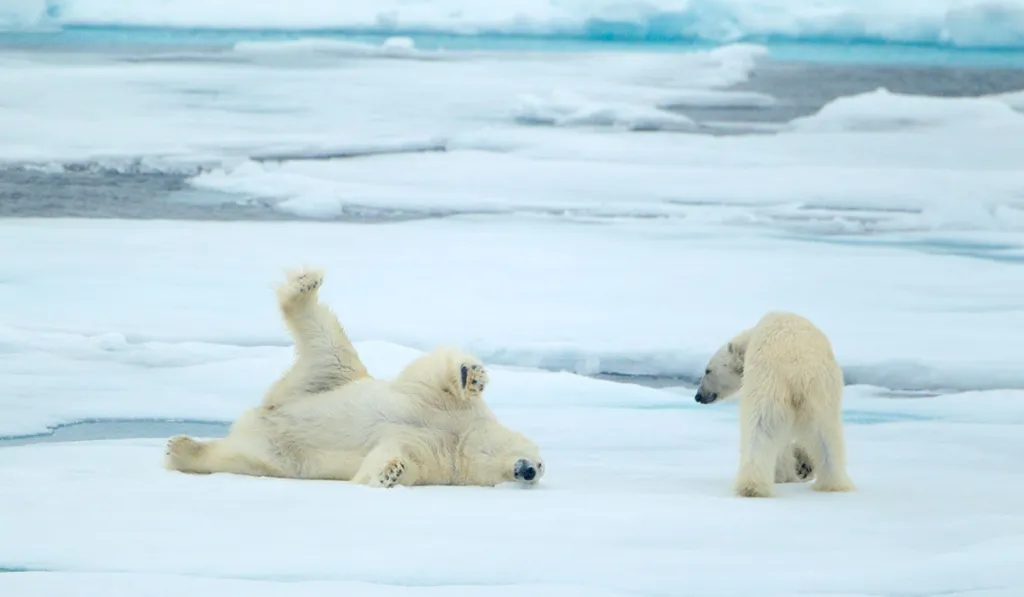 Osos polares de Svalbard sorprenden a la ciencia: engordan mientras el hielo desaparece