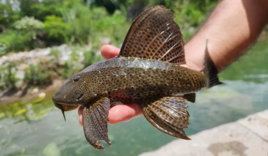 Peces, caracoles e insectos bajo alerta: especies invasoras que preocupan a Latinoamérica