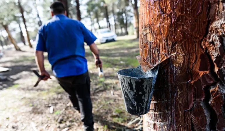Resinar pinos no frena su crecimiento a corto plazo, confirma estudio científico
