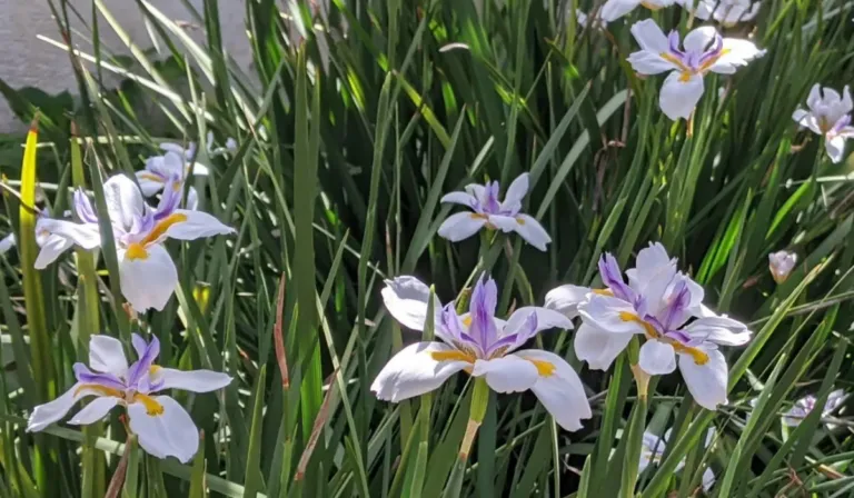 Un jardín sin sol también puede florecer: así puedes llenarlo de color sin fracasar