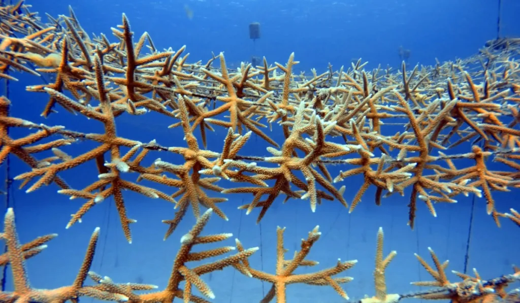 Una guardería de corales en Santa Marta convierte a pescadores en protectores del Caribe